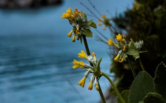 «La Regione Calabria renda operativa la legge per la protezione della flora spontanea»