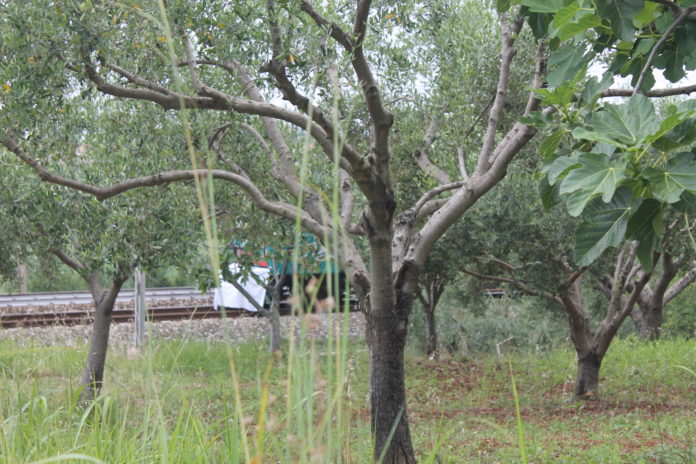 Tragico pomeriggio a Santa Maria del Cedro, treno investe una donna: morta