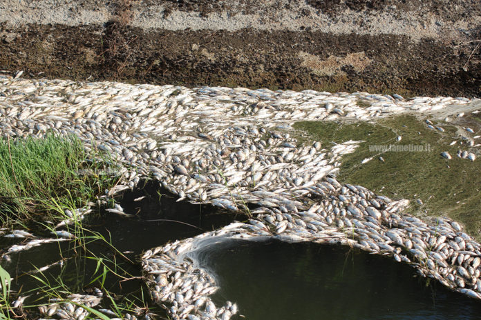 Lamezia, centinaia di pesci morti in un canale di un'area industriale