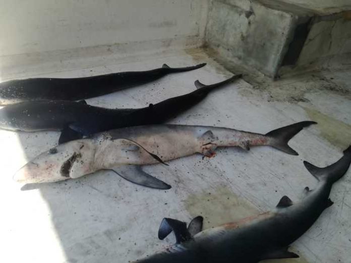 Carcasse di squaletti blu sulla spiaggia di Strongoli